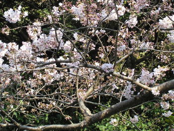 笛田公園の桜