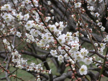 鎌倉中央公園の梅
