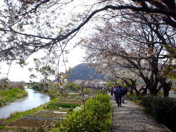 金目川堤防の桜みち
