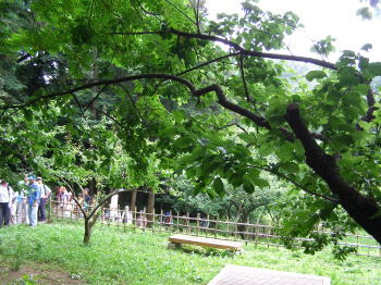 鎌倉中央公園の梅林